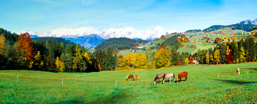 Cavalli avelignesi